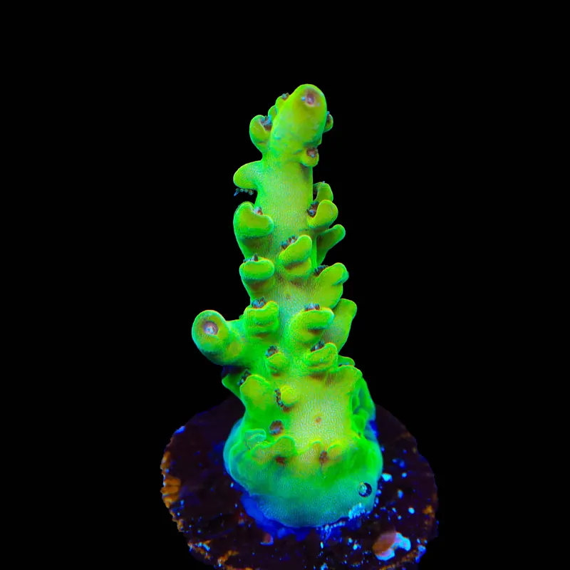 TSA Honeysuckle Acropora Coral - TSA Coral