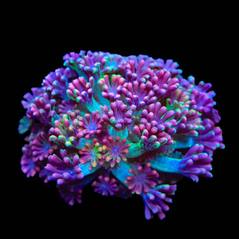 TSA Candy Runts Alveopora Coral - TSA Coral