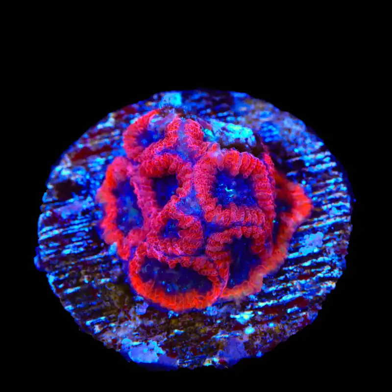 Fruit Cake Favia Coral - TSA Coral
