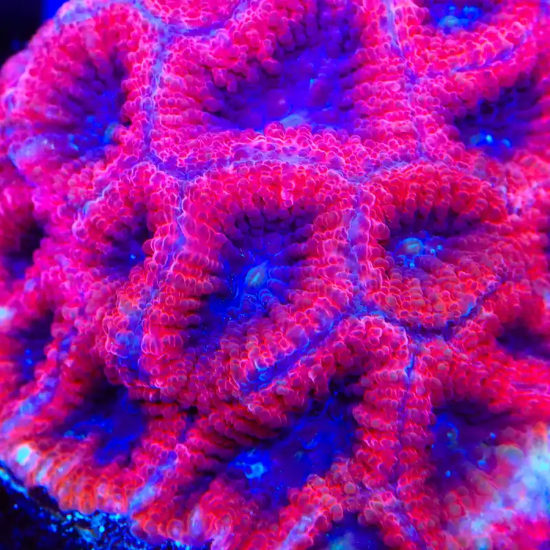 Fruit Cake Favia Coral - TSA Coral