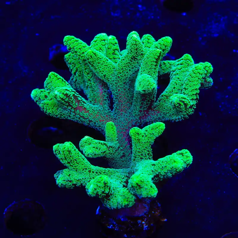 Fuzzy Birdsnest XL Frag Coral - TSA Coral