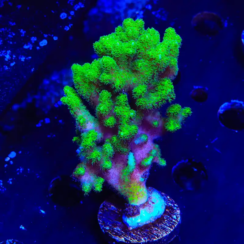 Neon Green Pocillopora XL Frag Coral - TSA Coral