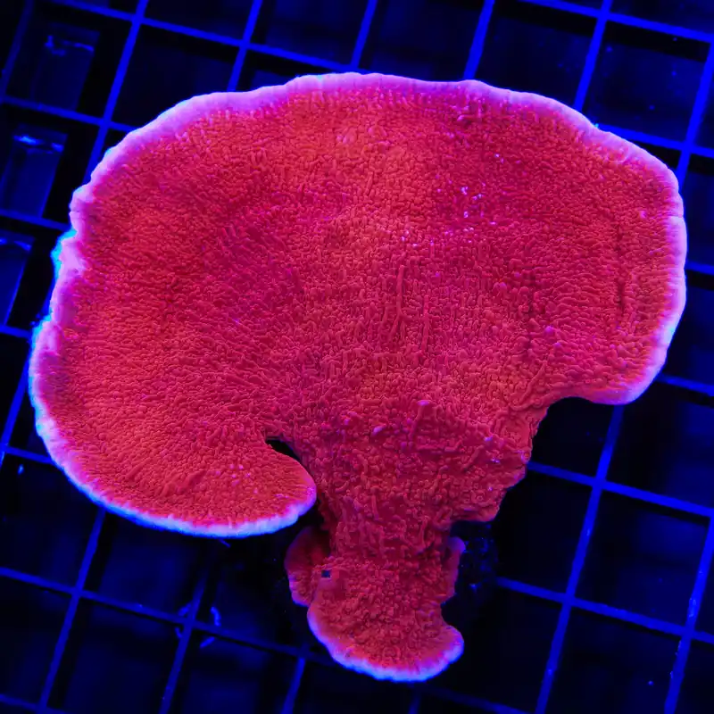 Red Montipora Cap XL Frag Coral - TSA Coral