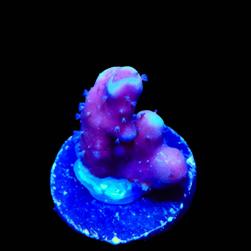 Blue Ridge Heliopora Montipora Coral - TSA Coral