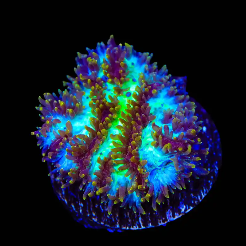 TSA Grafted Gamma Knife Hydnophora Coral - TSA Coral