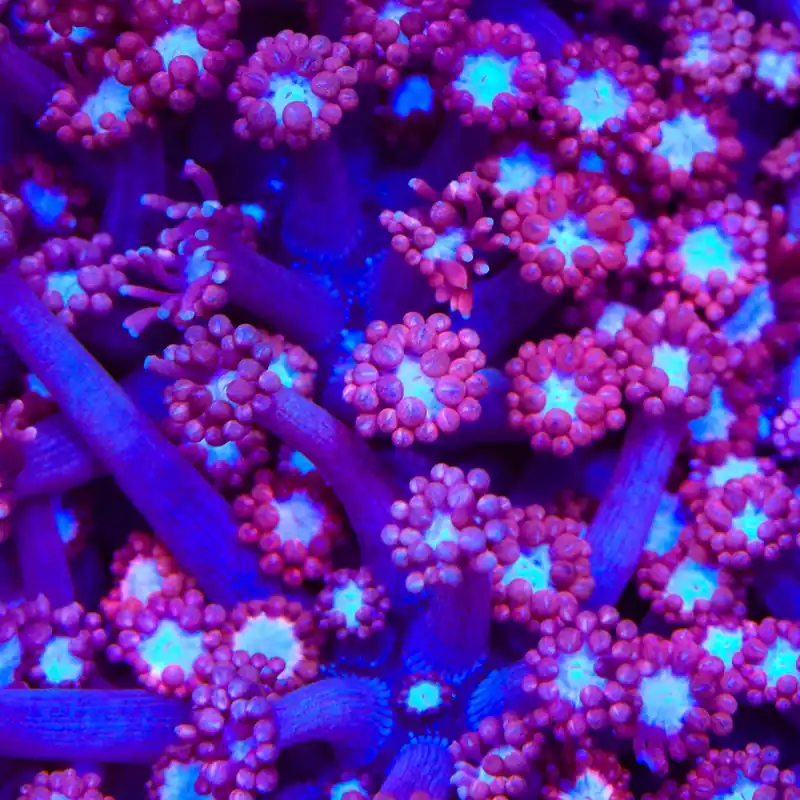 TSA Alice In Wonderland Alveopora Coral - TSA Coral
