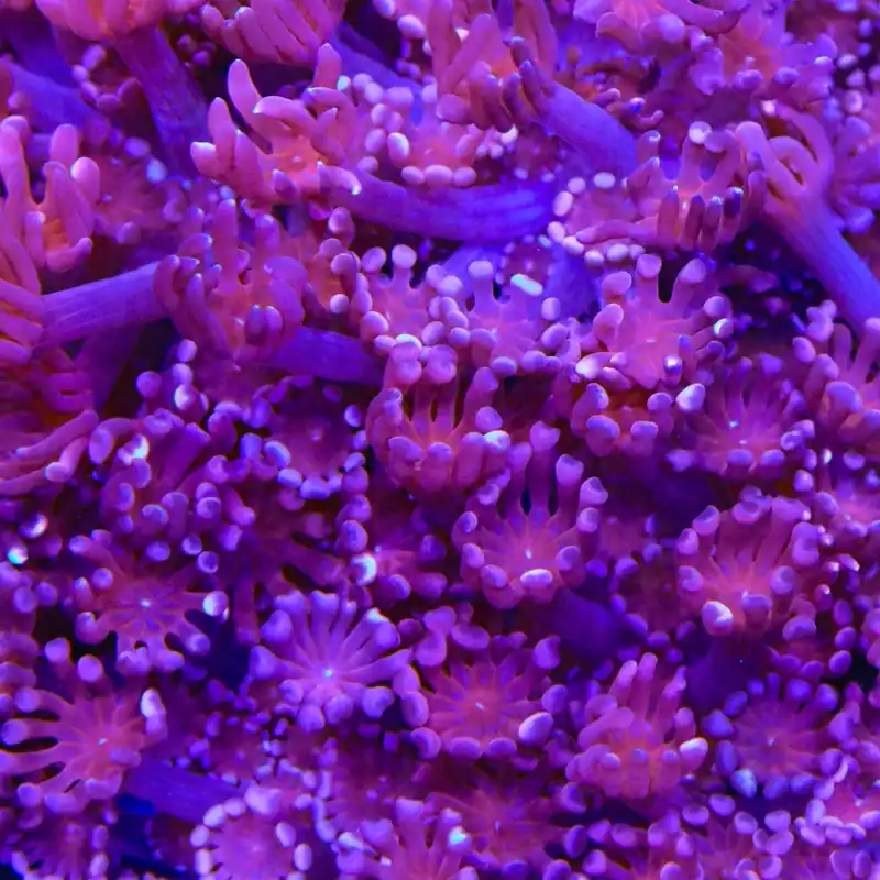 TSA Axl Rose Alveopora Coral - TSA Coral