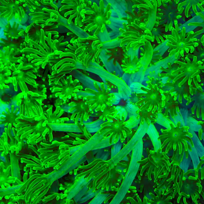 TSA Kryptonite Alveopora Coral - TSA Coral
