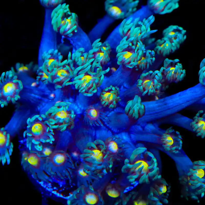 TSA Spell Breaker Goniopora Coral - TSA Coral