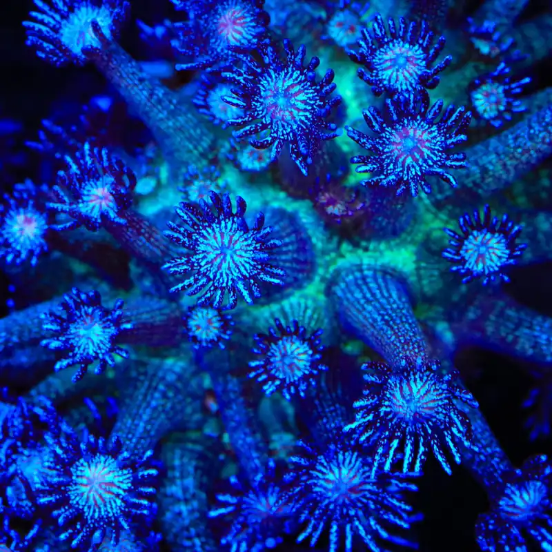 TSA Venom Goniopora Coral - TSA Coral