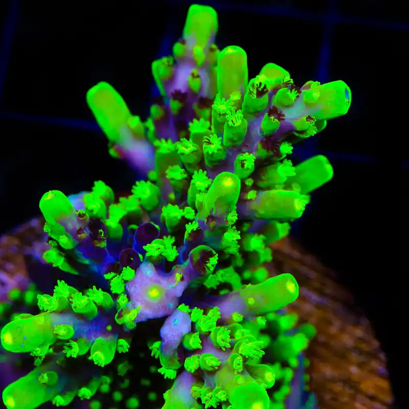 Grafted JF Fox Flame Acropora Coral - TSA Coral
