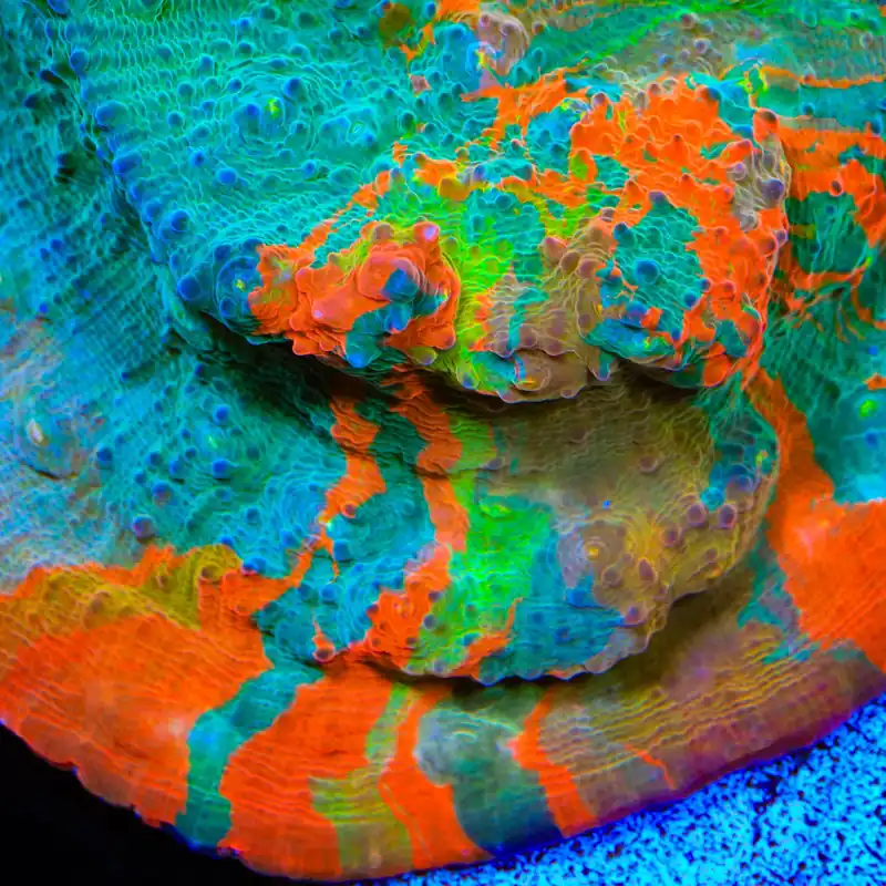 TSA Fruit Ninja Chalice Coral - TSA Coral