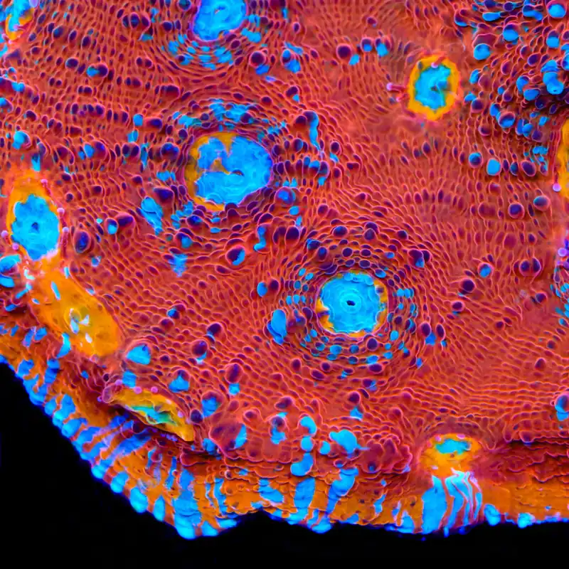TSA Crimson Tide Chalice Coral - TSA Coral