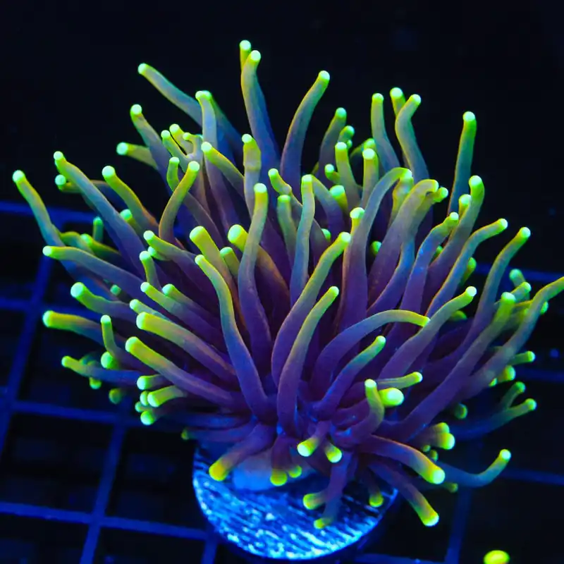 Dragon Soul Torch Coral - TSA Coral