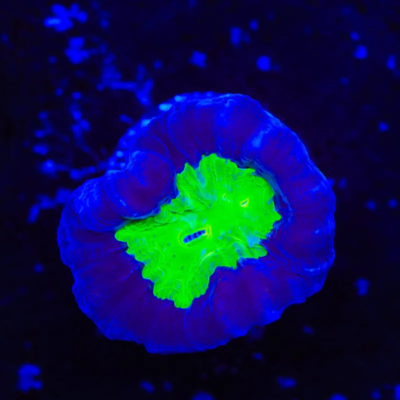 TSA Cursed Candy Cane Coral - TSA Coral