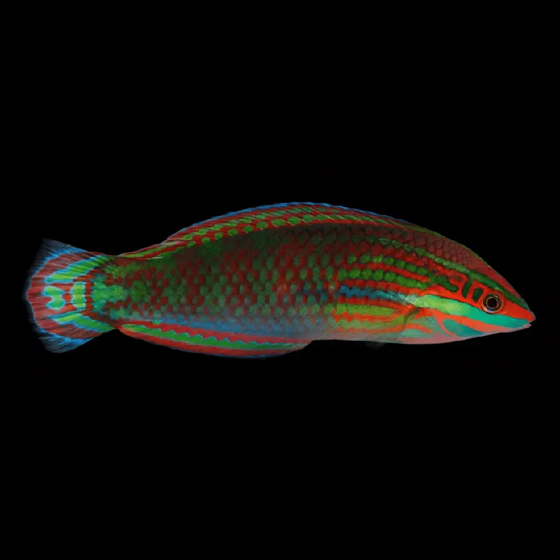 Red Lined Wrasse — Halichoeres biocellatus - TSA Fish