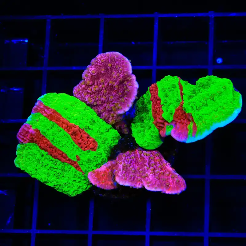 TSA Nuclear Fusion and Starburst Combo Montipora Coral - Top Shelf Aquatics