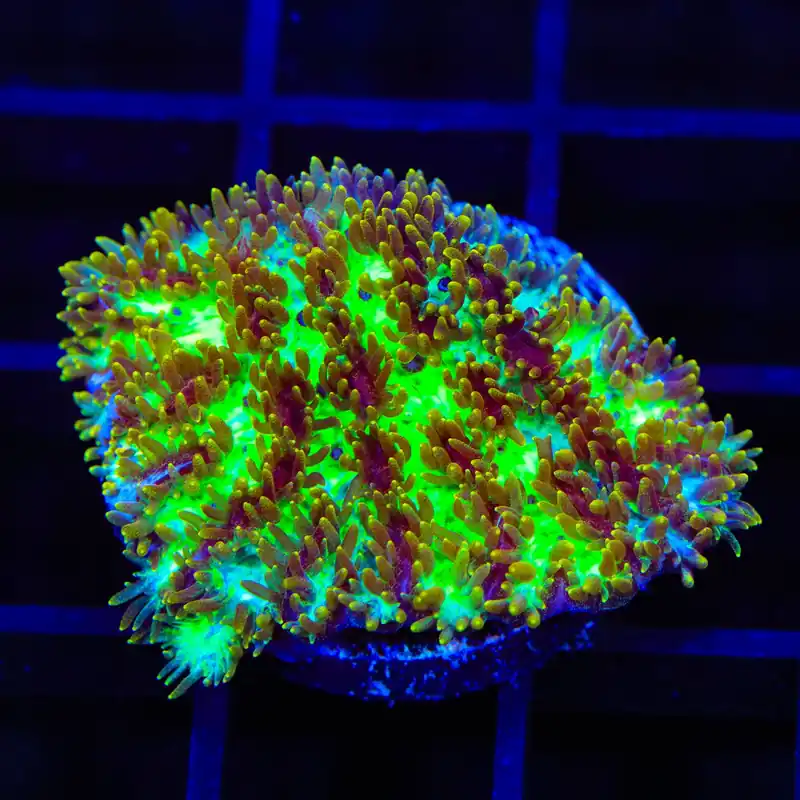 TSA Grafted Gamma Knife Hydnophora Coral - Top Shelf Aquatics