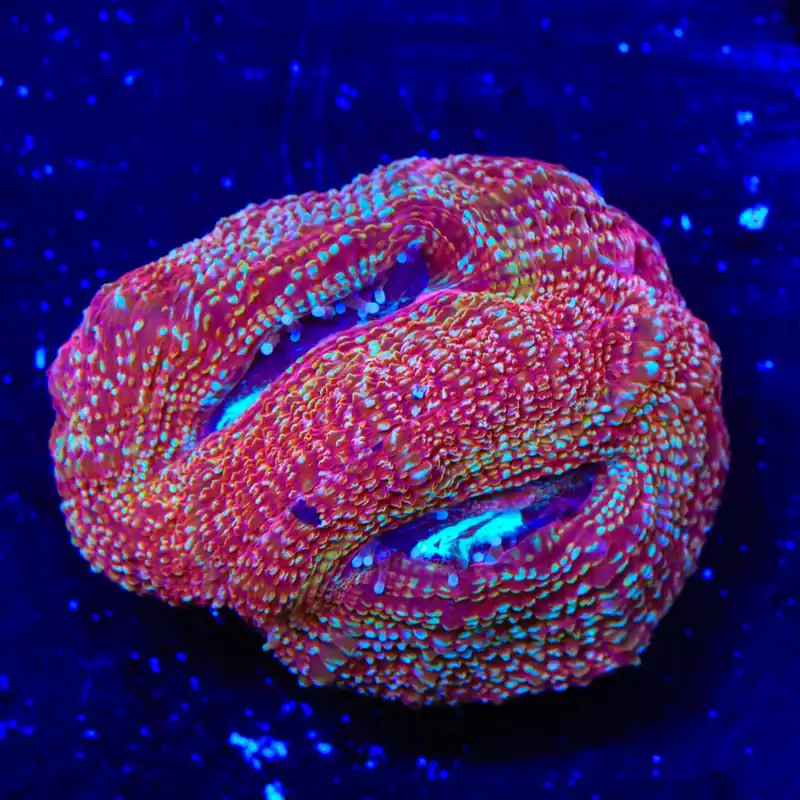 Cherry Pie Bowerbankii Coral - Top Shelf Aquatics