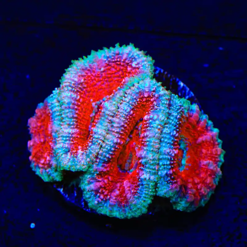 Ultra Acan Coral - Top Shelf Aquatics