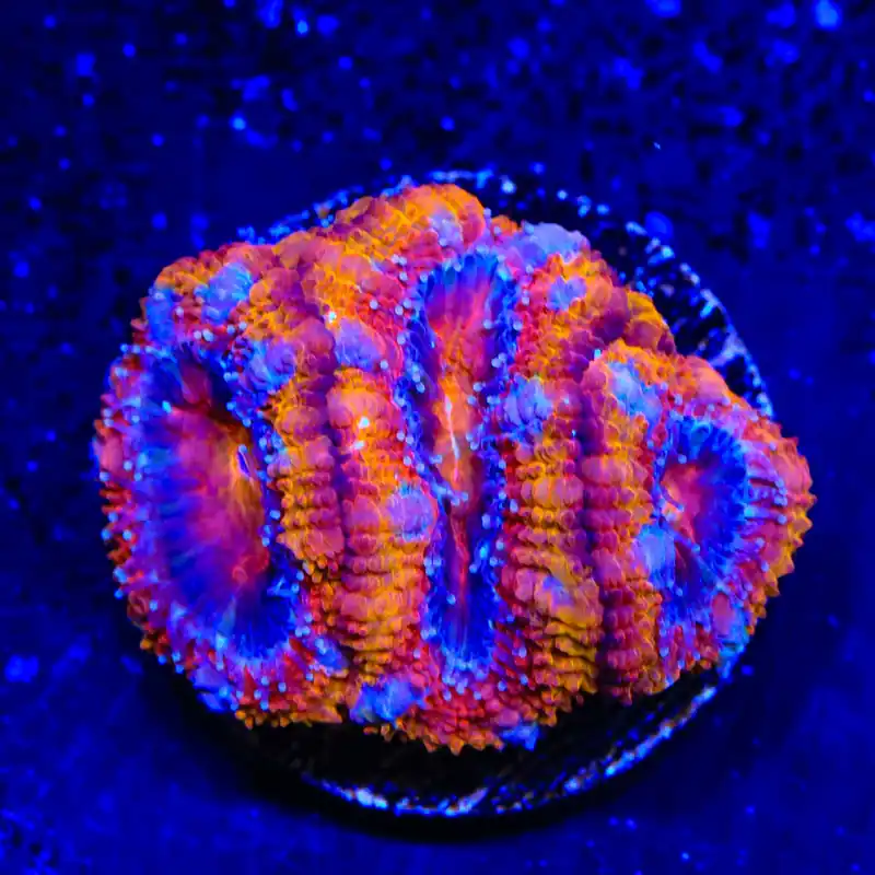 Rainbow Acan Coral - Top Shelf Aquatics