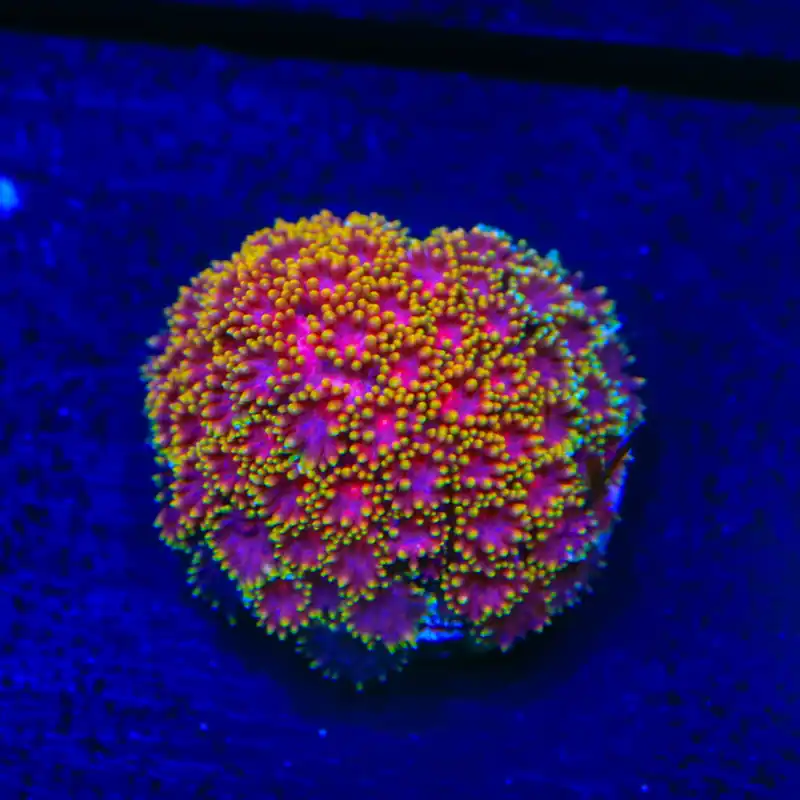 TSA Fun Dip Goniopora Coral - Top Shelf Aquatics