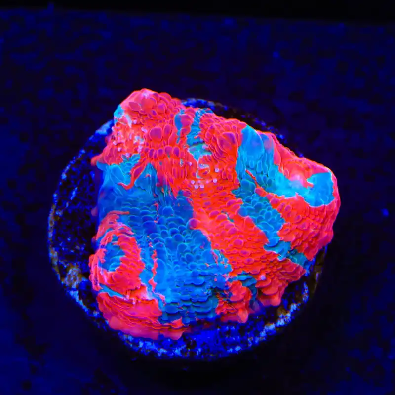 TSA Nightmare on Elm Chalice Coral - Top Shelf Aquatics