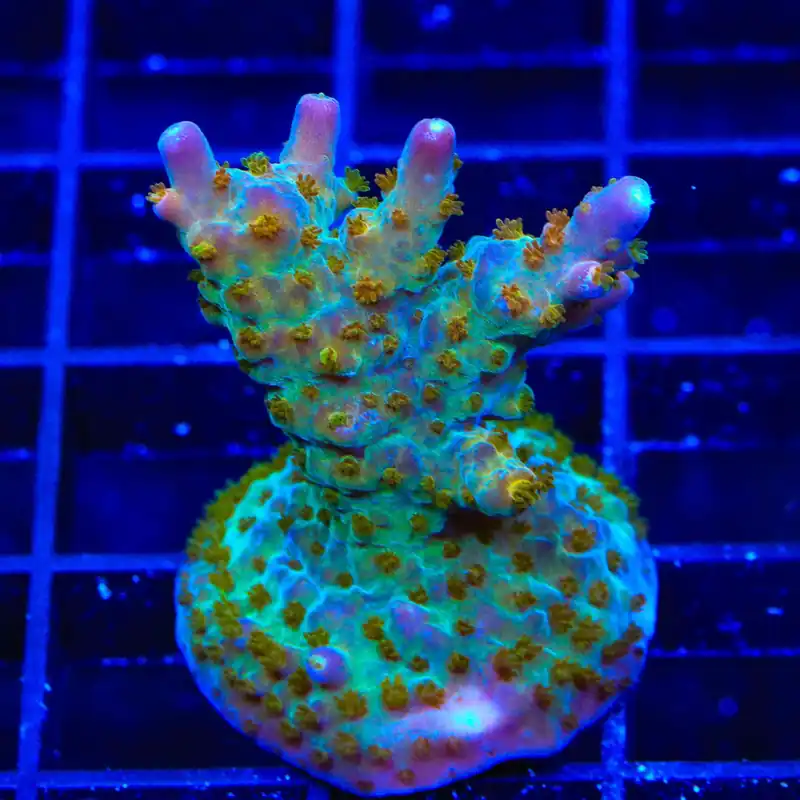 TSA Twisted Sister Acropora Coral - Top Shelf Aquatics