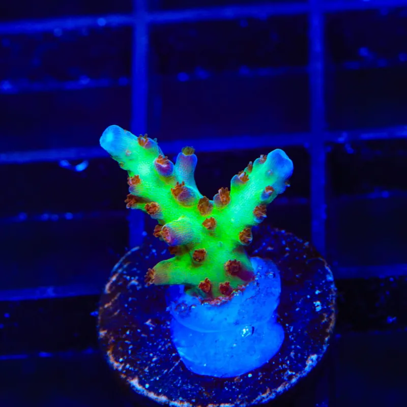 RRC Wonderland Acropora Coral - Top Shelf Aquatics
