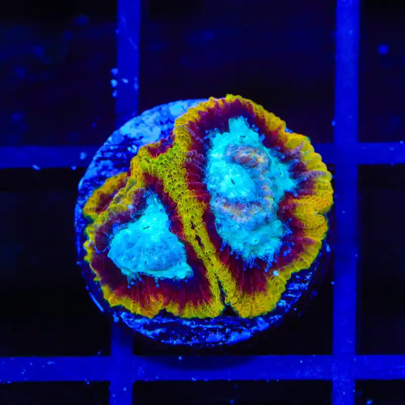 WWC Ultron Favia Coral - Top Shelf Aquatics
