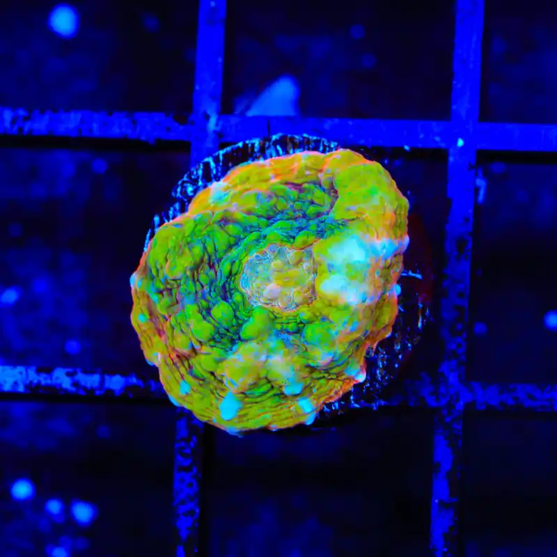 TSA Crocodile Smile Chalice Coral - Top Shelf Aquatics