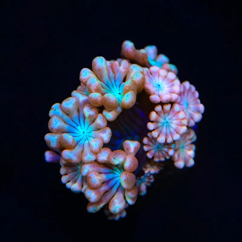 TSA Blue Pearl Alveopora Coral - Top Shelf Aquatics