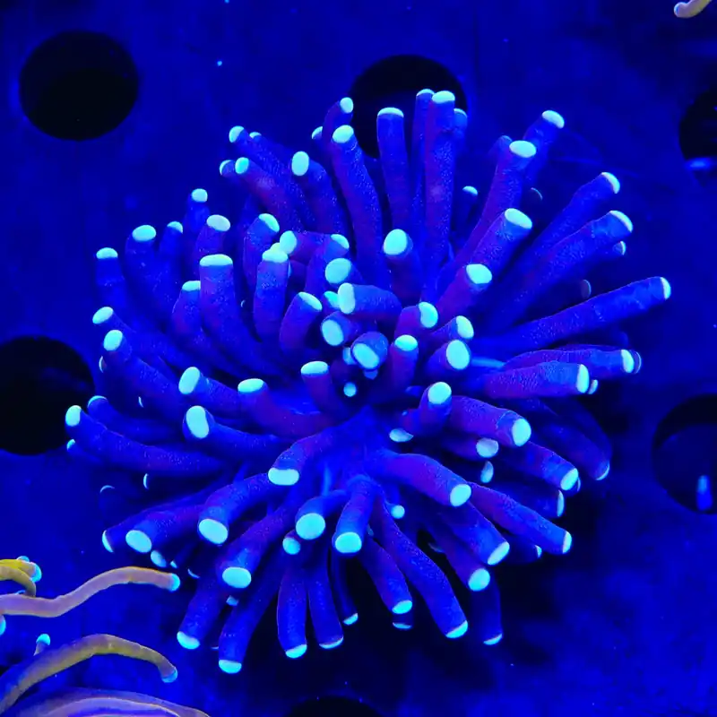 Grape Torch Coral - Top Shelf Aquatics