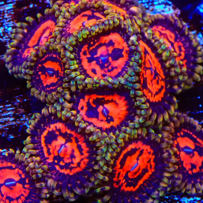 CC Flaming Brohican Zoanthids Coral - TSA Coral