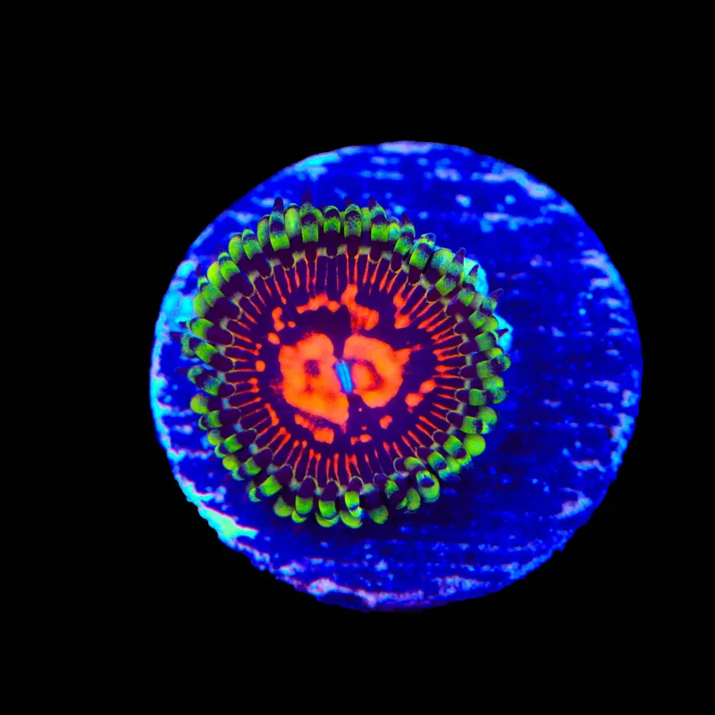 CC Flaming Brohican Zoanthids Coral - TSA Coral