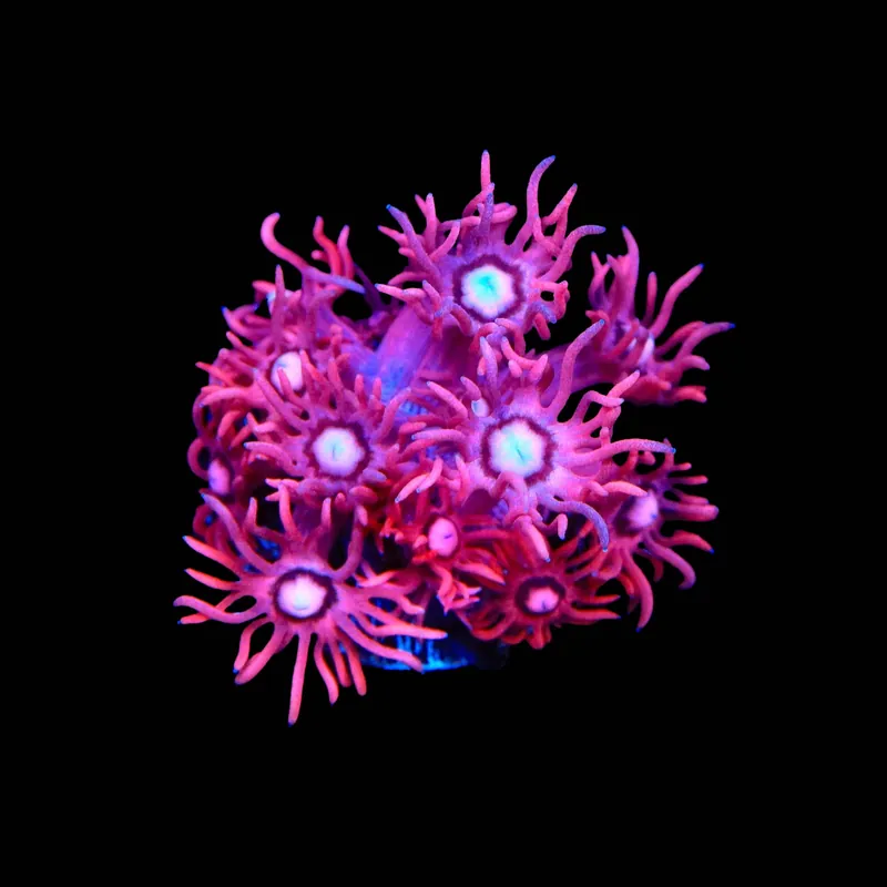 TSA Be Mine Goniopora Coral - TSA Coral