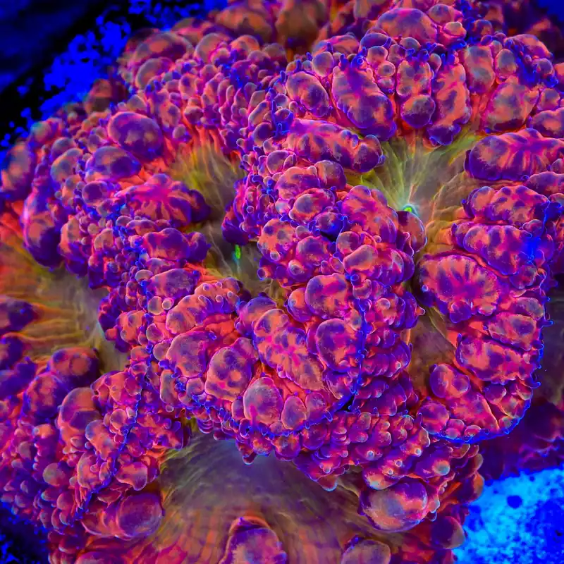 BSA Titty Twister Blastomussa Coral - TSA Coral