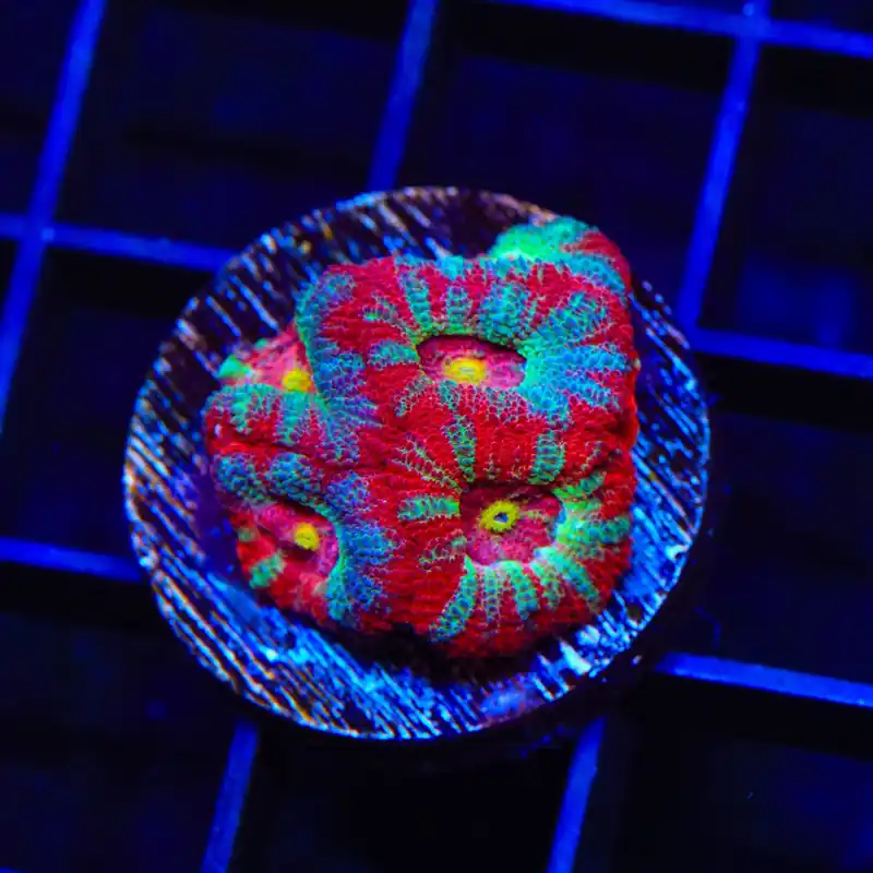 TSA Death Rattle Micromussa Acan Coral - TSA Coral