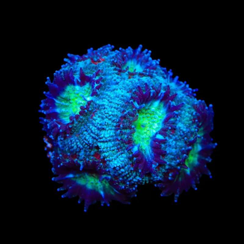 TSA Flash Freeze Micromussa Acan Coral - TSA Coral