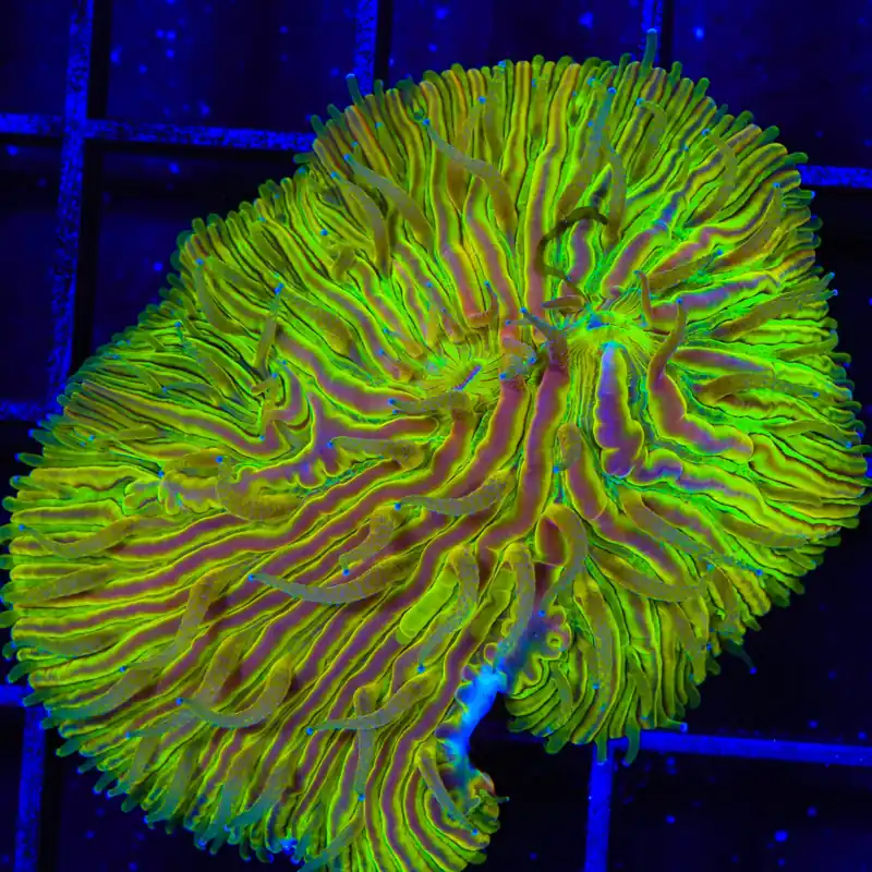 TSA Electric Prism Aquacultured Plate Coral - TSA Coral