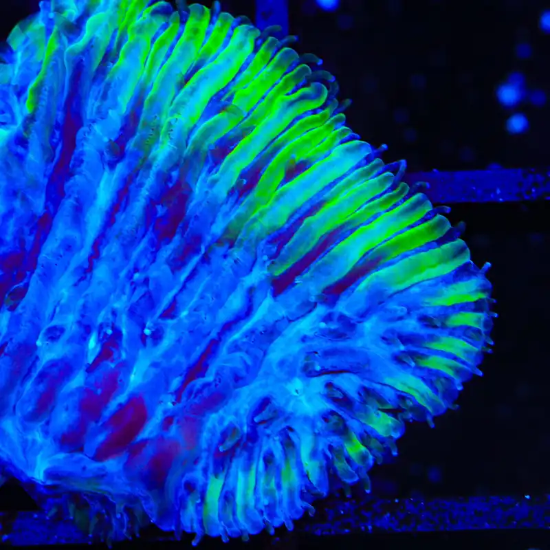 TSA Screaming Plum Aquacultured Plate Coral - TSA Coral