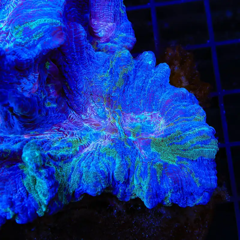 TSA Water Bender Pectinia Coral - TSA Coral