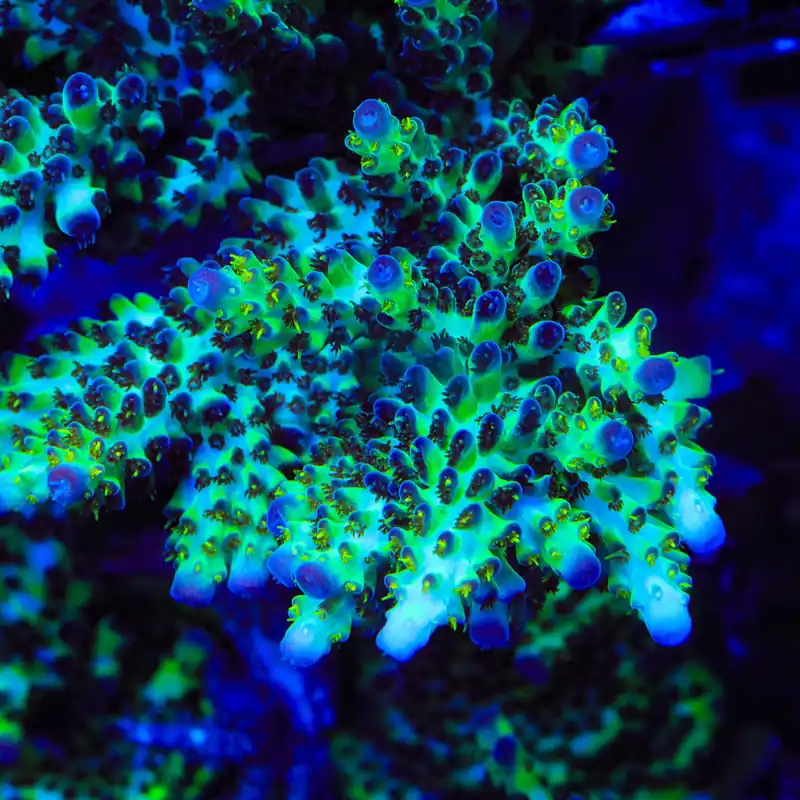 TSA Melon Keller Acropora Coral - TSA Coral