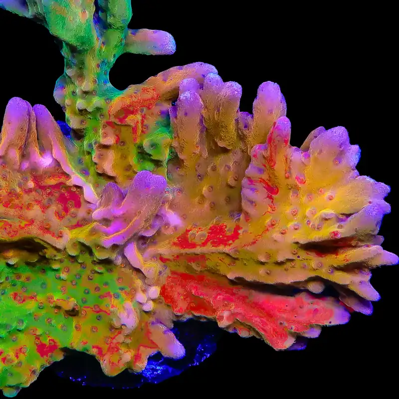 TSA Sherbet Swirl Grafted Setosa Montipora Coral - TSA Coral