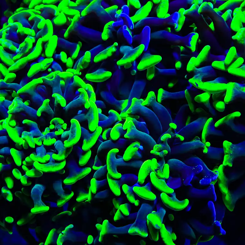 Glow Tip Hammer Coral - TSA Coral