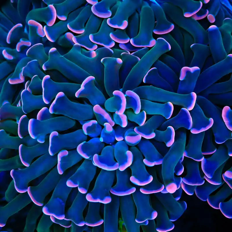 Sweet Treat Hammer Coral - TSA Coral