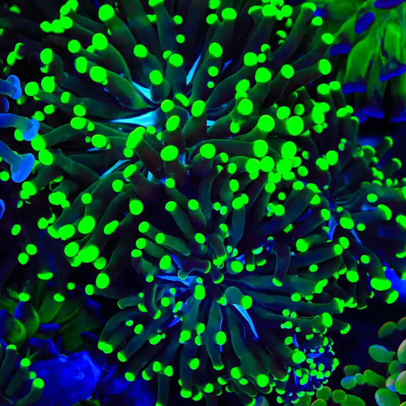 Green Tip Frammer Coral - TSA Coral