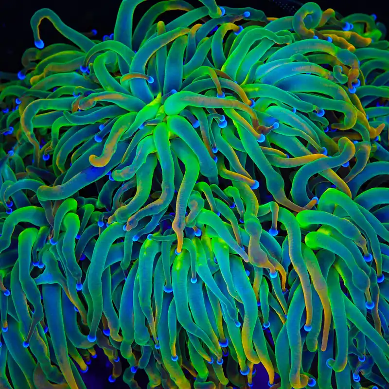 TSA Pot of Gold Torch Coral - TSA Coral