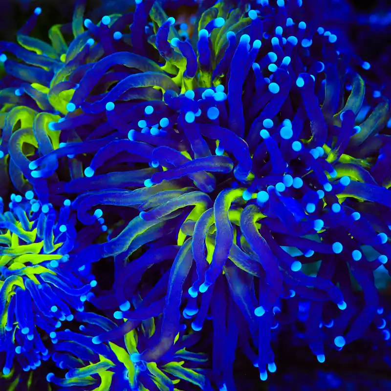 Purple Miami Malaysian Torch Coral - TSA Coral