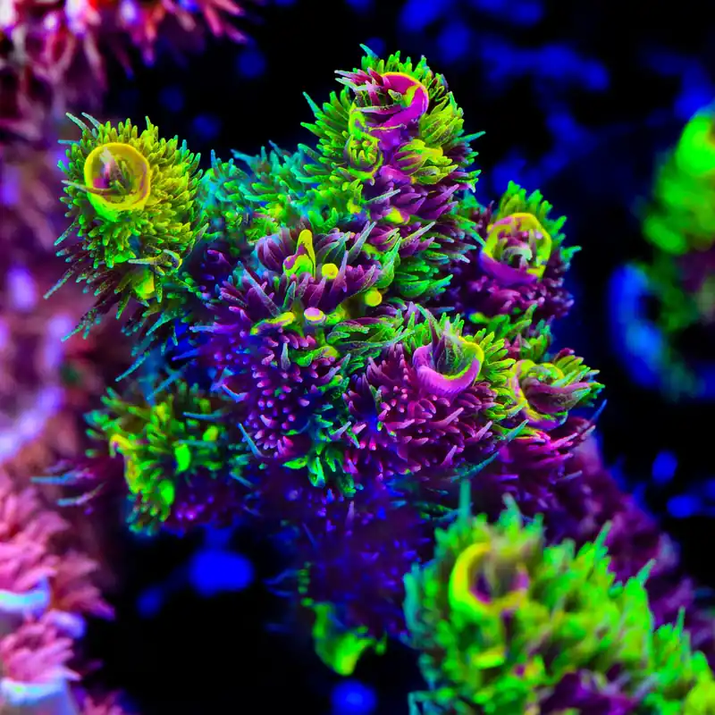 RRC Rainbow Splice Acropora Coral - TSA Coral